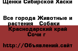 Щенки Сибирской Хаски - Все города Животные и растения » Собаки   . Краснодарский край,Сочи г.